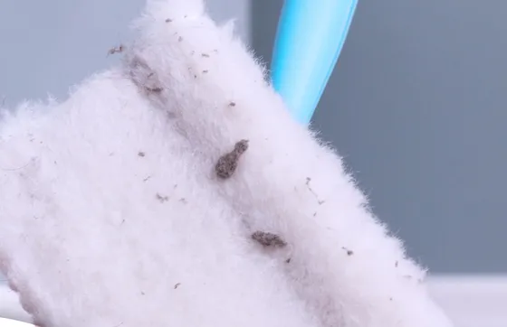 Used pad holding dust and lint after a pass